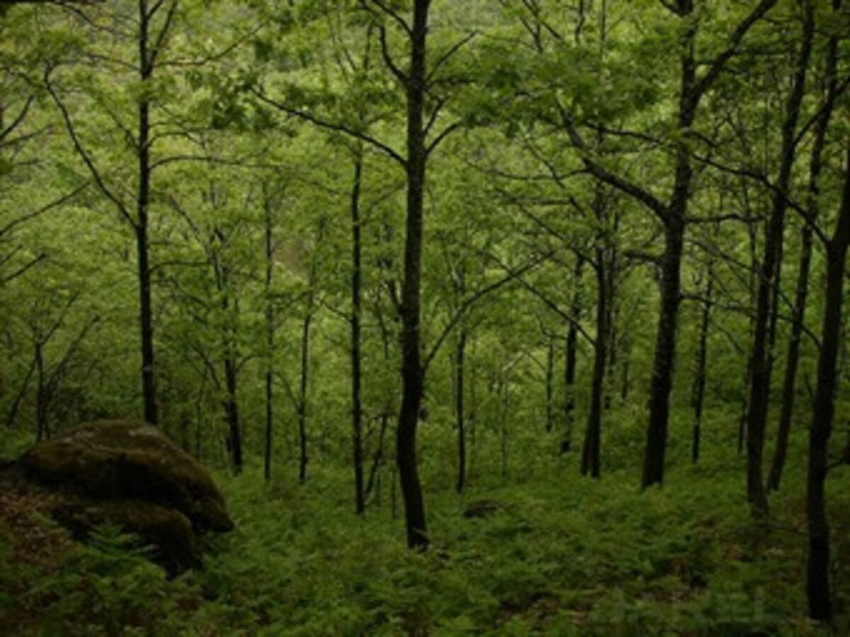Un millar de personas protestan contra la reforma de ley forestal en Brasil