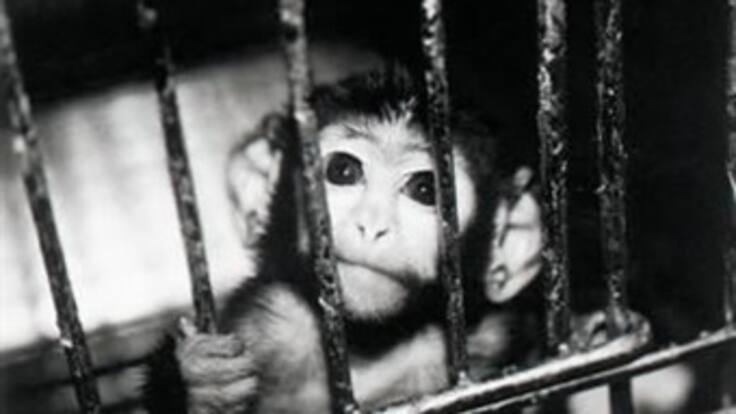 El antropocentrismo nos ha alejado de las otras especies