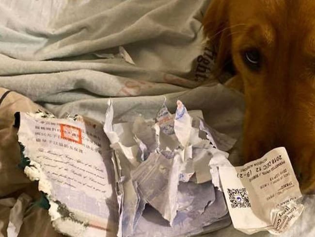 Conozca a &#039;Kimi&#039;, el perro que salvó a su dueña de contraer Coronavirus