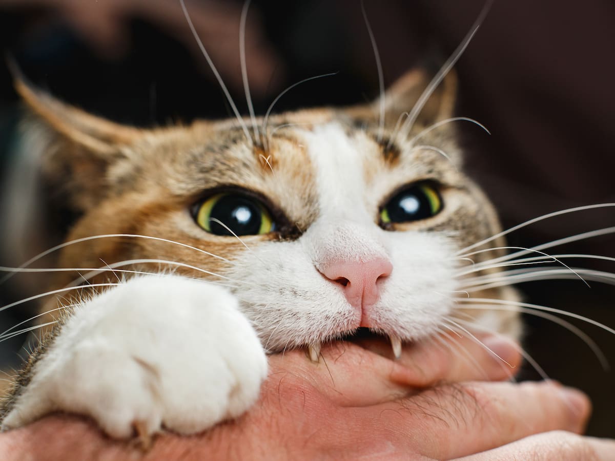 ¿Por qué un gato lo muerde?: estas serían las razones y afectaciones para los dueños