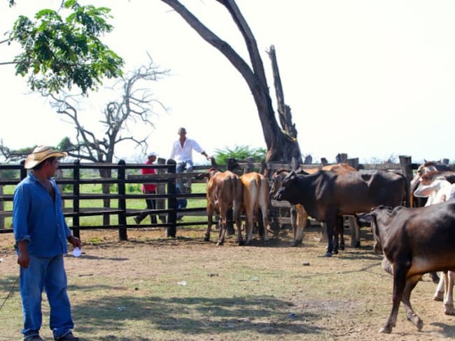 Ganaderos del Tolima reportan aumento del robo de ganado