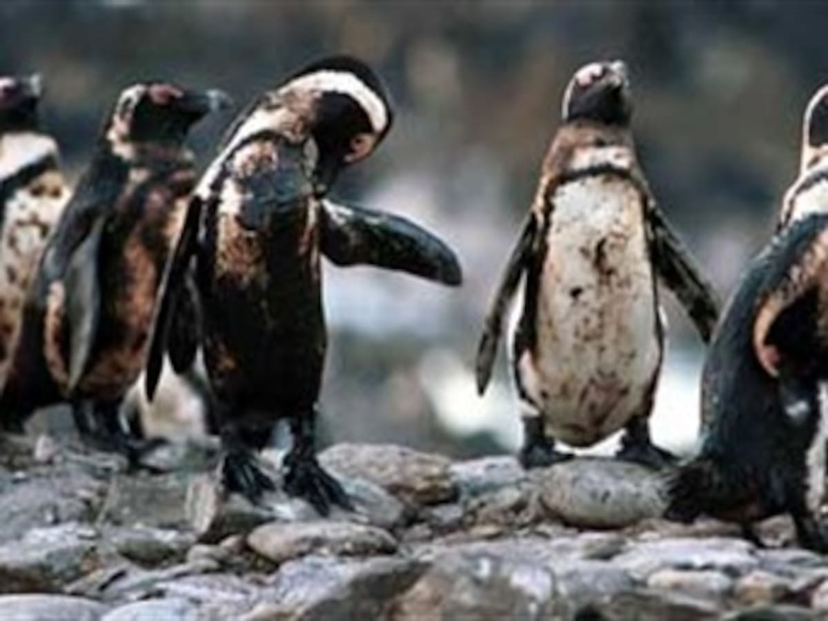 20 pingüinos muertos y manchas de petróleo en playas de Brasil