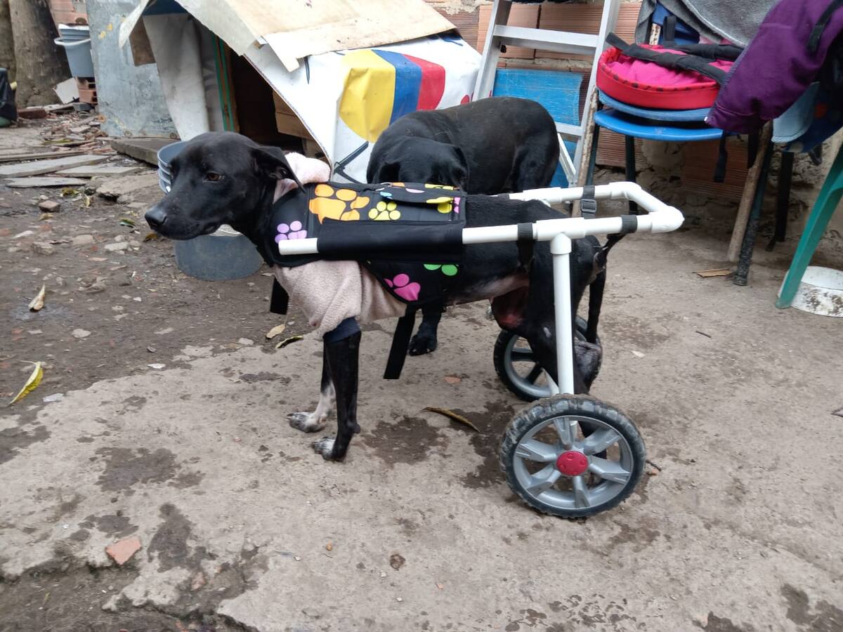 Universidad ECCI lidera proyecto de prótesis con materiales reciclados para animales