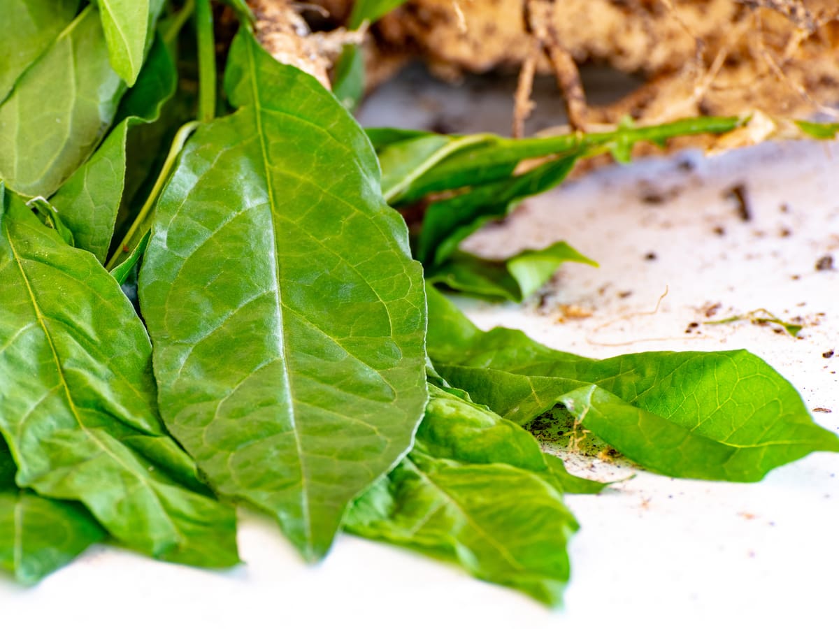 Planta de anamú: ¿Cuáles son sus beneficios? Expertos hablan de los usos medicinales