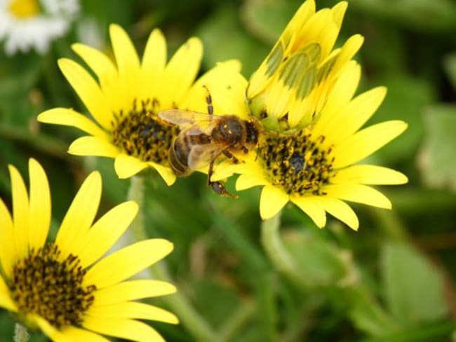 Producción de alimentos es amenazada por la reducción de abejas