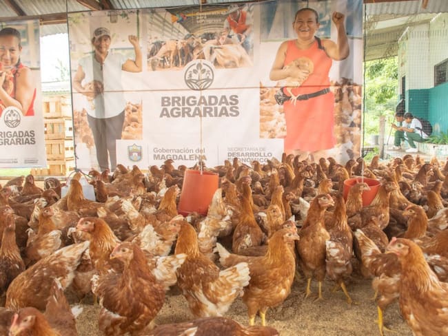 Con la entrega de 11.500 gallinas ponedoras, nace en Magdalena la empresa agroindustrial