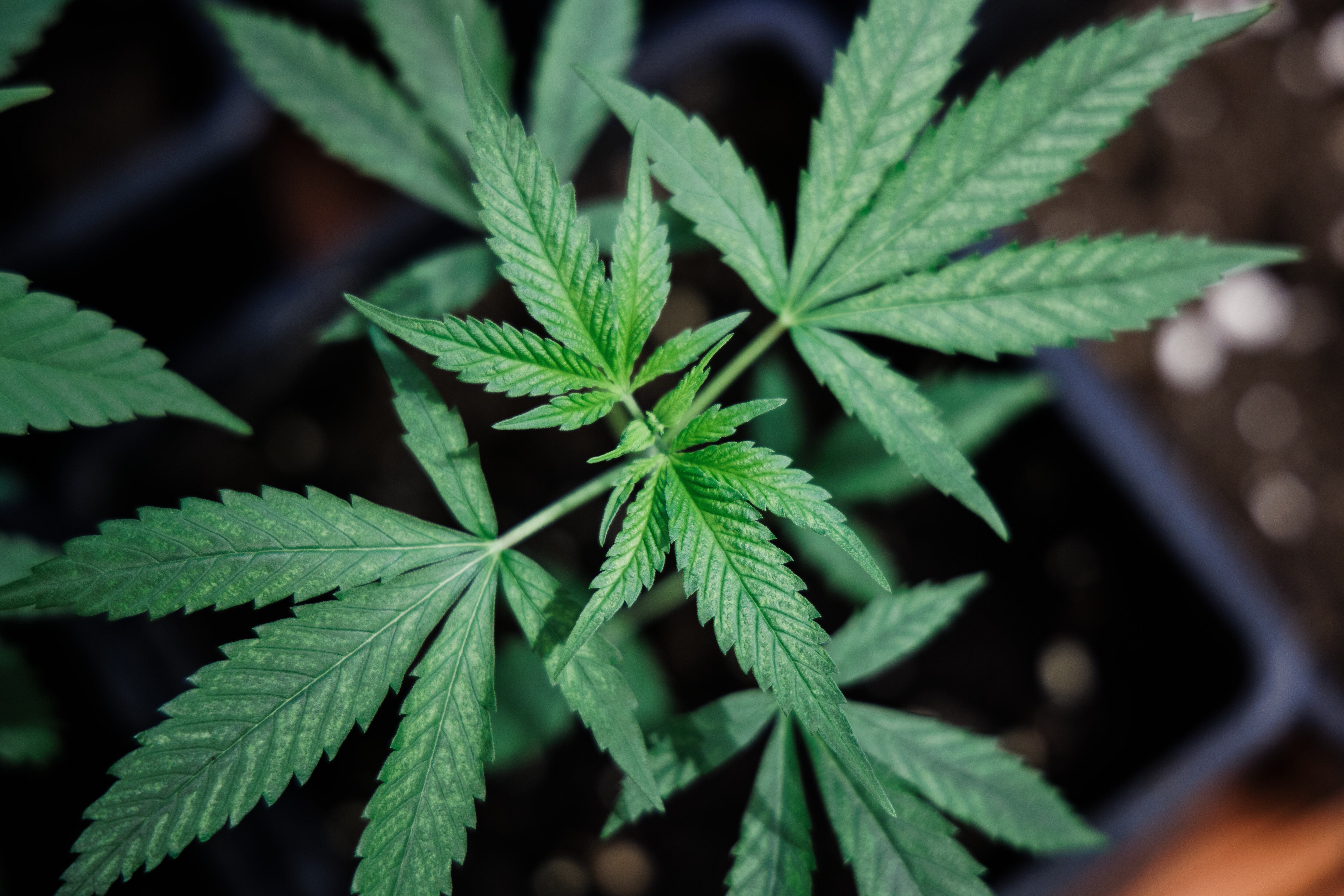 Berlin (Germany), 16/08/2023.- Hemp plants are on display at the Hemp Museum in Berlin, Germany, 16 August 2023. On 16 August 2023 German Health Minister Karl Lauterbach informed about a draft law on the controlled use of cannabis. (Alemania) EFE/EPA/CLEMENS BILAN