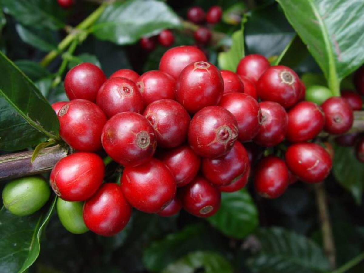 En Antioquia se perderán 230 mil sacos de café por ‘El Niño’ en 2016