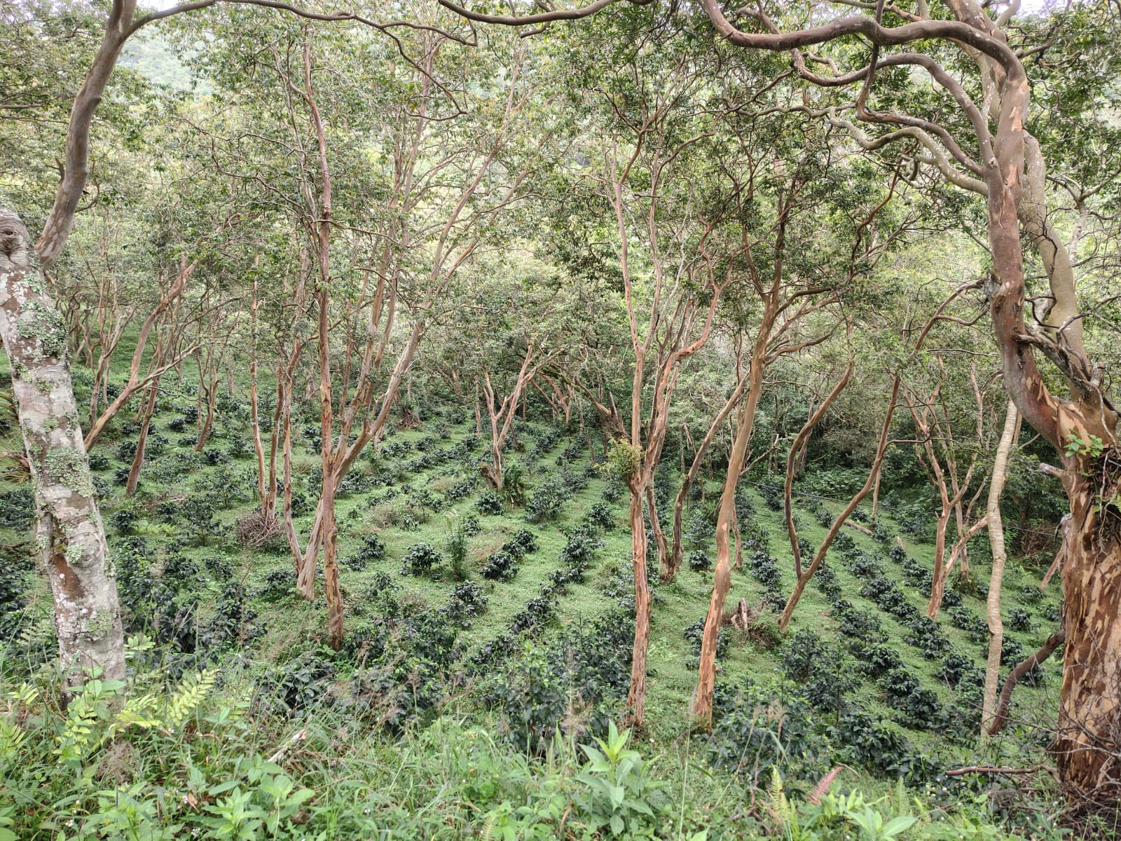 Foto: suministrada / Camilo Torres