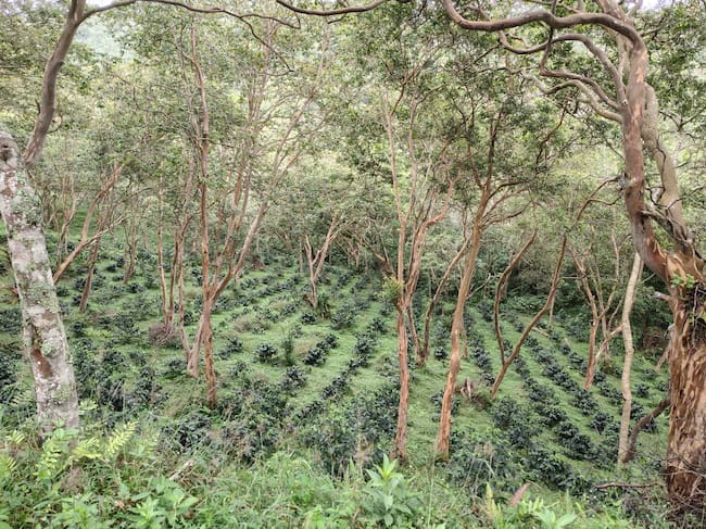 Foto: suministrada / Camilo Torres
