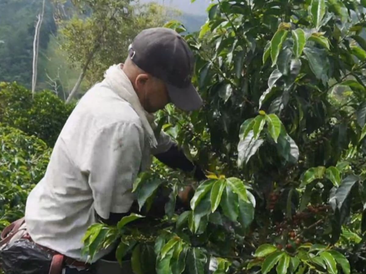 El Café Especial posiciona como atractivo turístico al municipio de salento