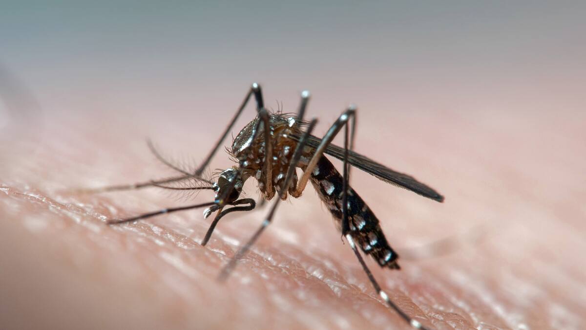 En el Huila se confirman tres muertes por dengue