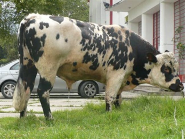 Un toro de 871 kilos habría sido robado en la U. Nacional
