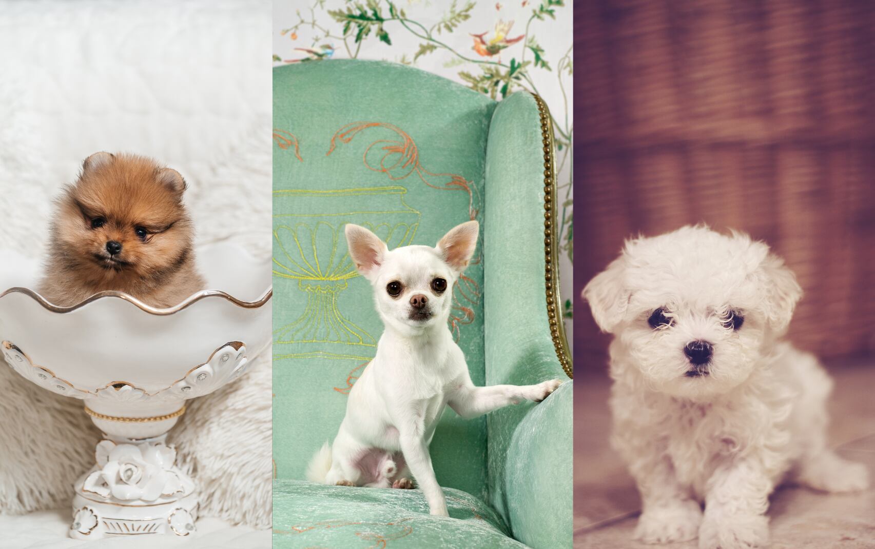 Perros de razas Pomerania Chihuahua y Bichón Maltés pequeños (Fotos vía Getty Images)