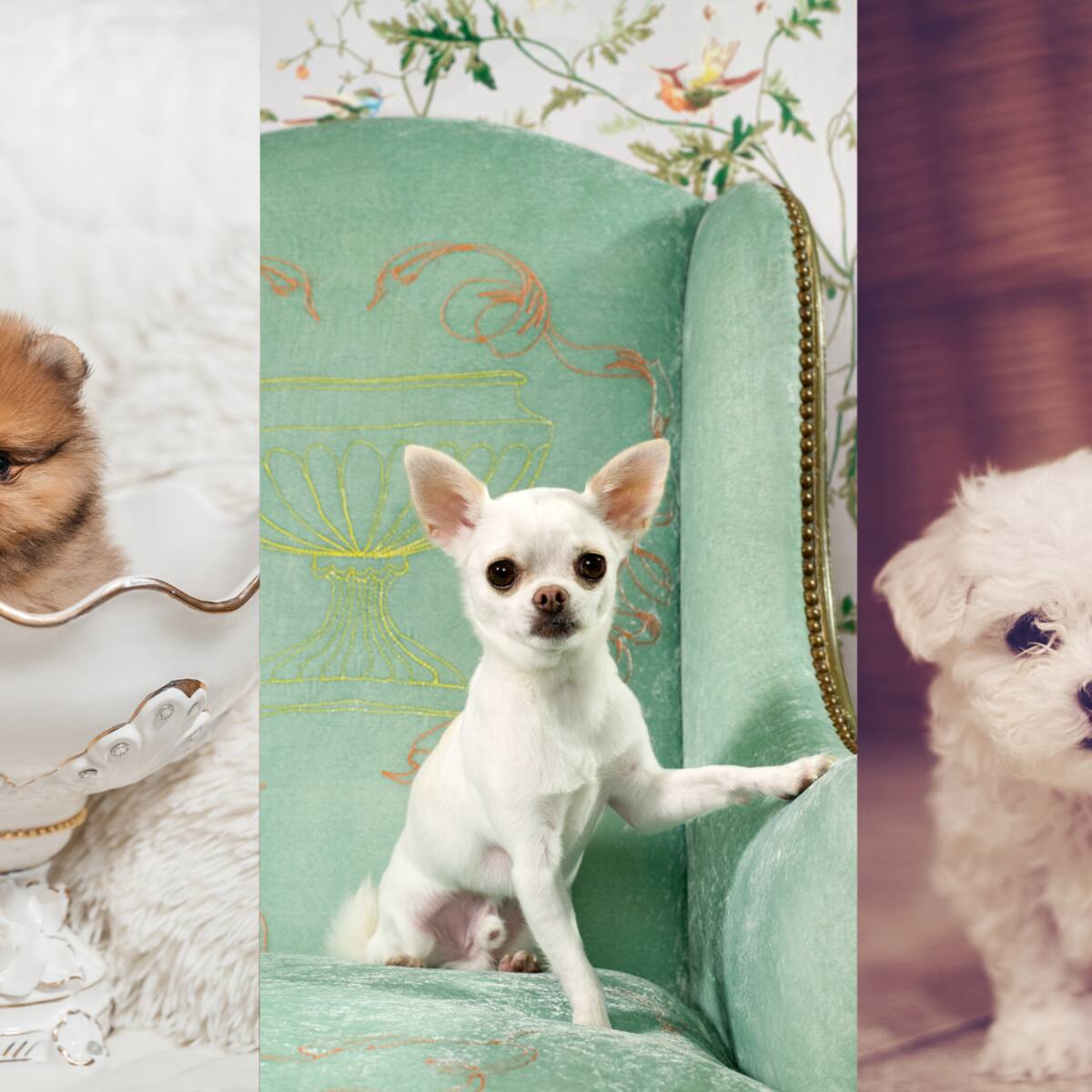 10 Razas de perros pequeños, perfectos para apartamentos