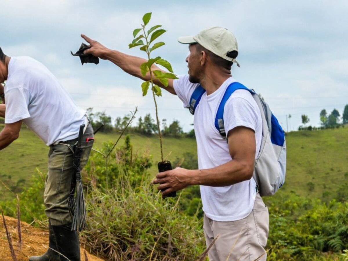 Excombatientes en Cauca lideraron jornada de siembra en el día del árbol