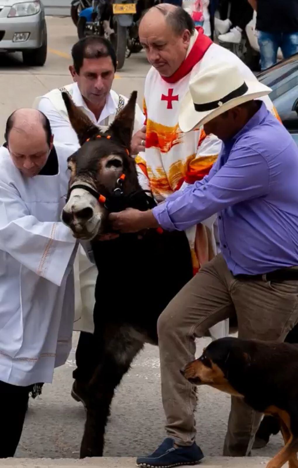 Caso de maltrato animal en iglesia de Zipaquirá. Foto: Captura de pantalla de video de Plataforma Alto.