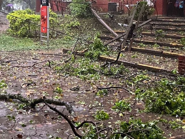 Las fuertes lluvias caidas al sur de Cali en la tarde de este viernes, causó la caída de varias árboles al interior de la Universidad del Valle, sede Meléndez