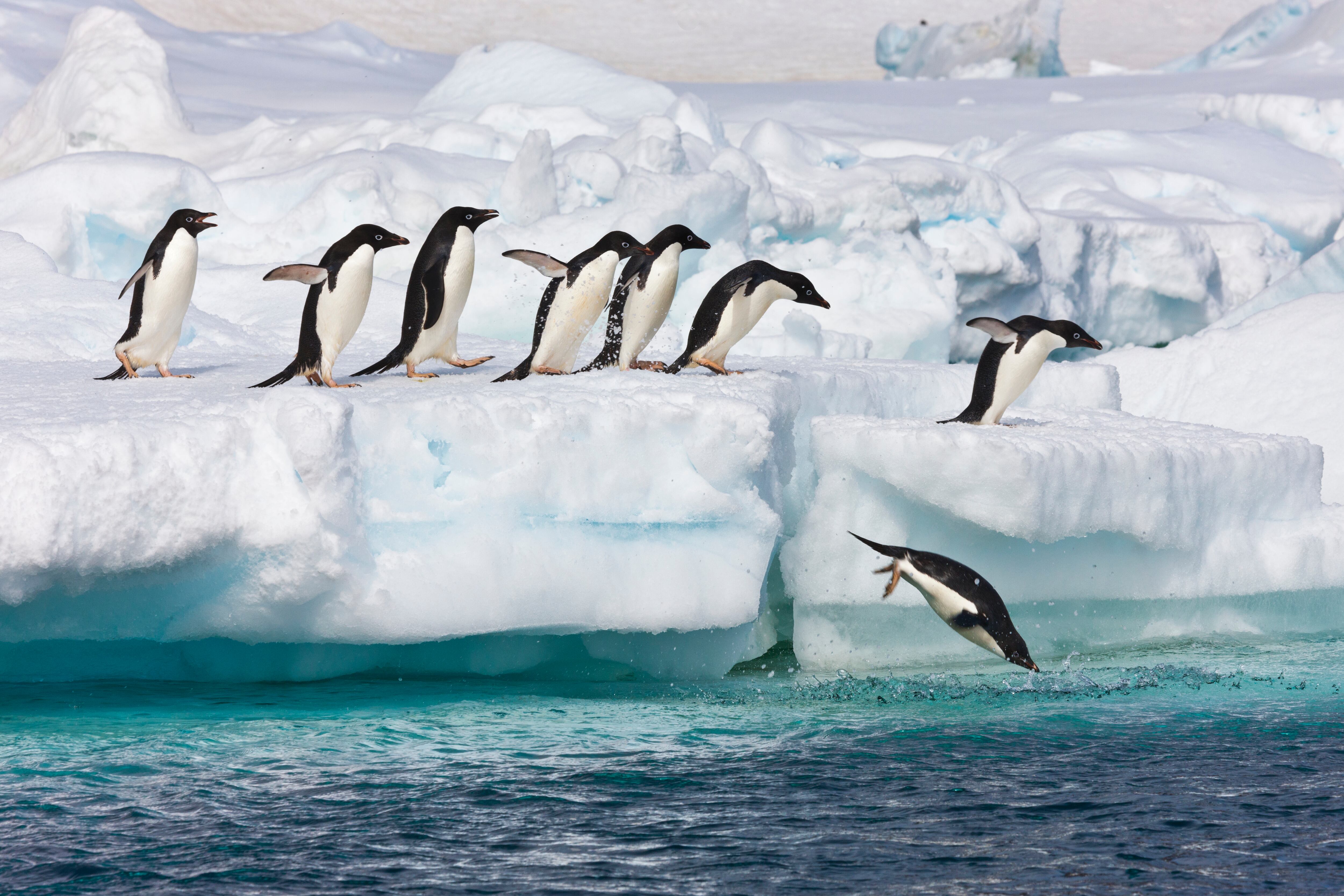Adelie penguins leap off a floating icebergs near Paulet Island, Antarctic Peninsula.