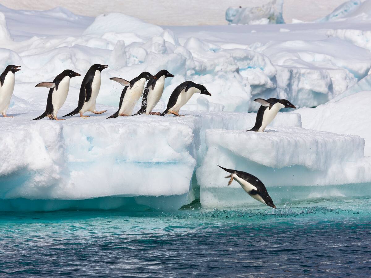 Gripe aviar llega a la Antártida: ¿por qué es grave?