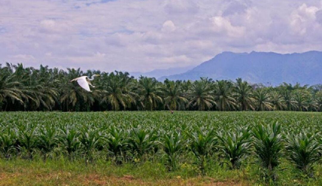 Perdidas en sectores económicos por el paro armado