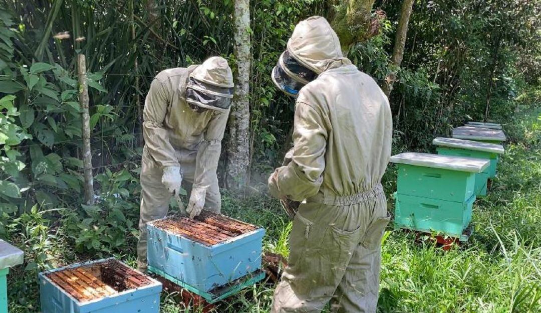 Implementación de proyectos de apicultura en Cauca
