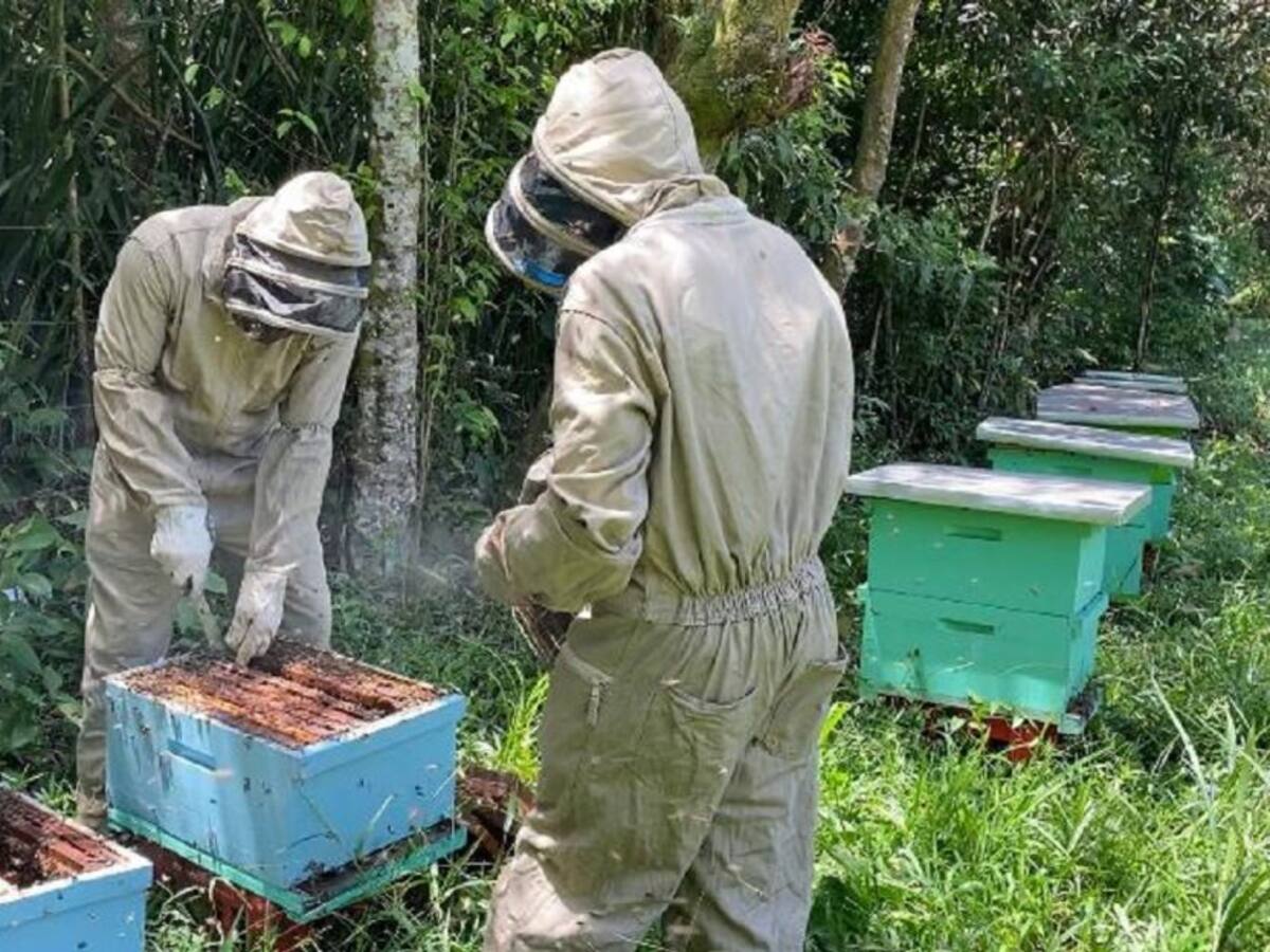 Campesinos del Cauca mejoran la productividad y cuidan el ambiente