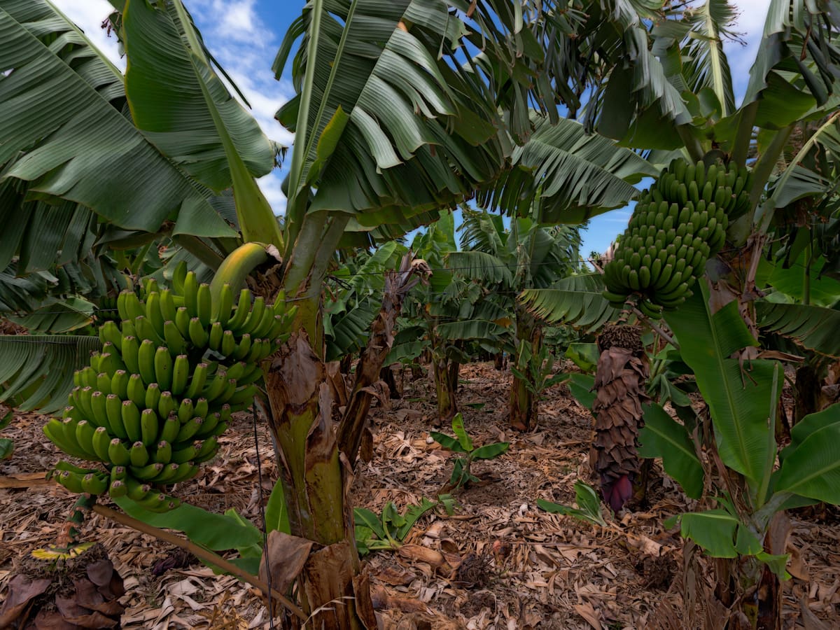 ¿Cuánto tarda una planta de plátano en dar frutos? Así puede aprovechar su cosecha