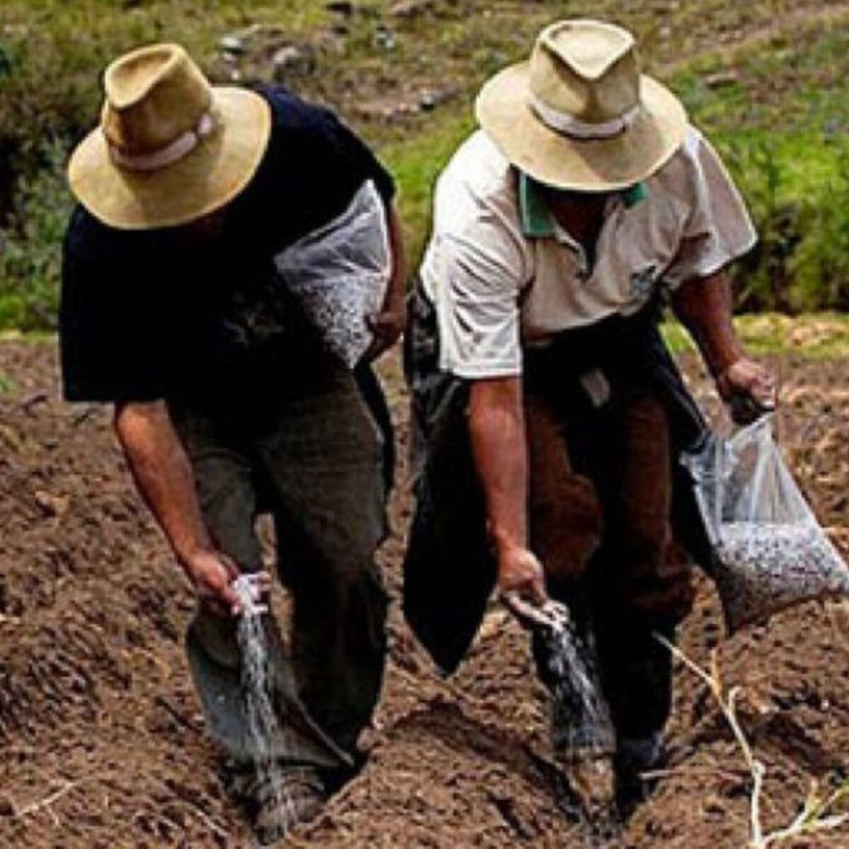 Cambio climático impacta producción agrícola en el Huila