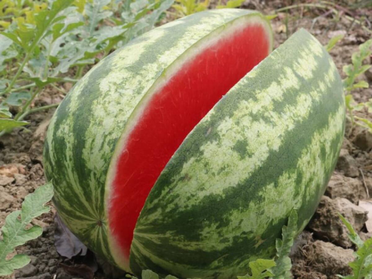 A punto de perderse producción de patilla en La Mojana por coronavirus