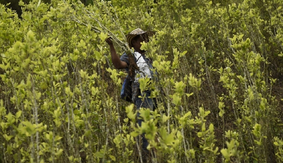 Cultivos ilícitos Catatumbo 
