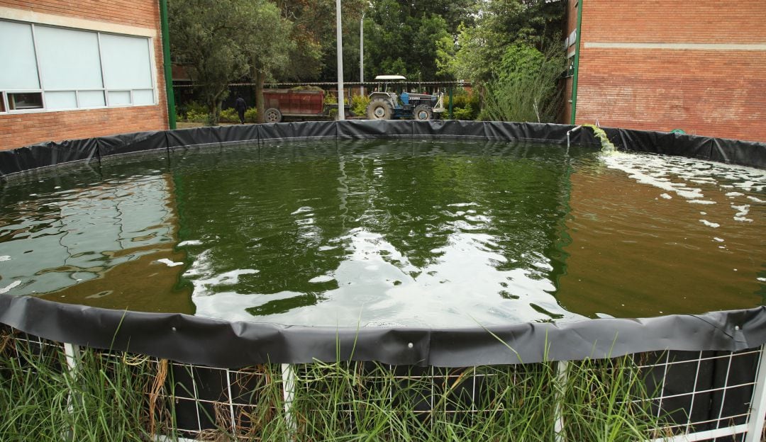 Sistemas acuapónicos - SENA, Centro de Biotecnología Agropecuaria de Mosquera.