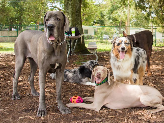 Razas de perros, imagen de referencia // Getty Images
