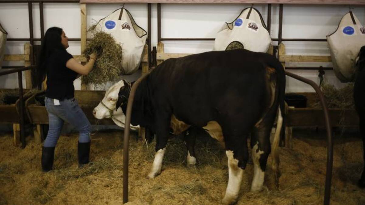Zozobra entre exportadores de carne por brote de fiebre aftosa en Boyacá