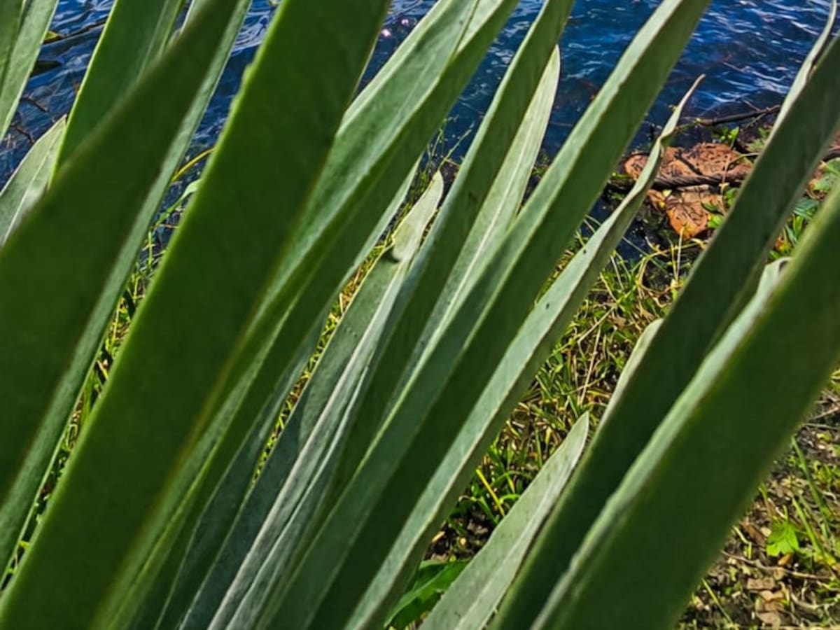 Identifican 48 especies de flora y 20 de fauna en la zona del embalse Teatinos en Boyacá