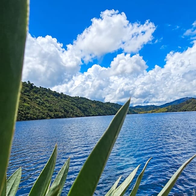 El estudio identificó 88 especies de flora, fauna y hongos, consolidando una línea base de la biodiversidad del ecosistema de alta montaña.