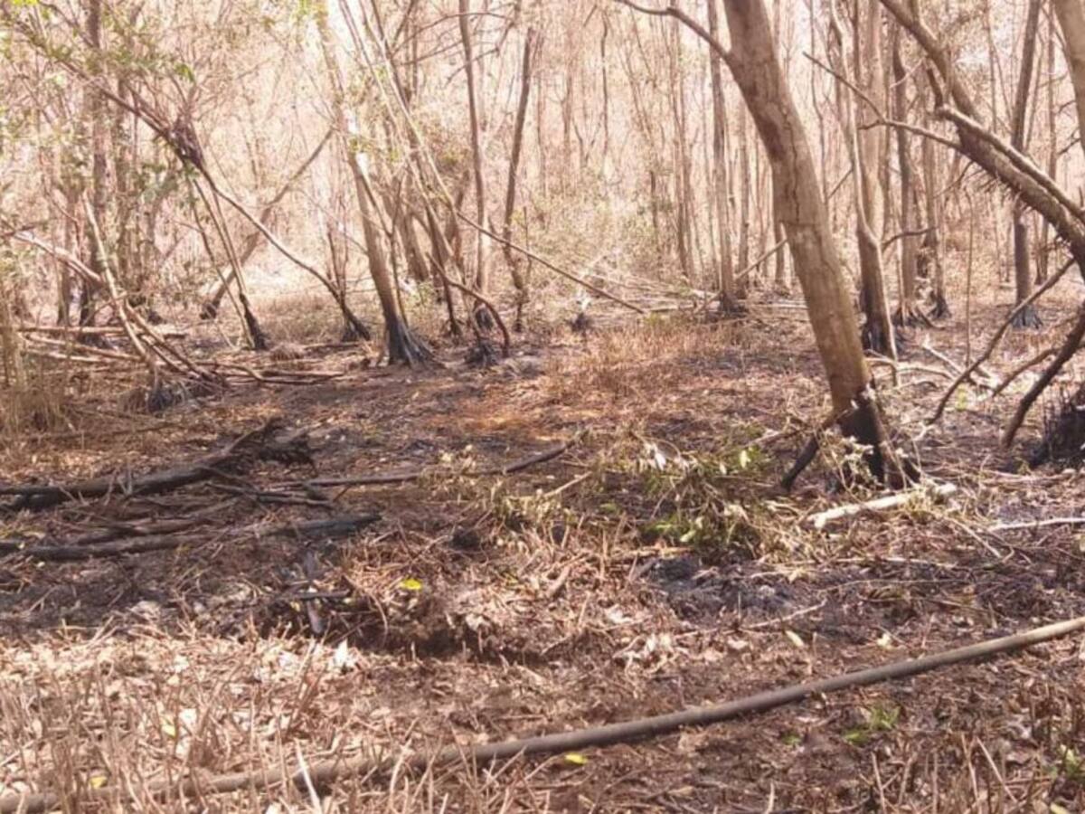 Superado incendio en Isla Salamanca que dejó 102 hectáreas afectadas