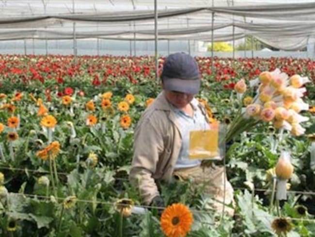 A interrogatorio 15 representantes legales de empresas floricultoras por irregularidades en entrega de subsidios