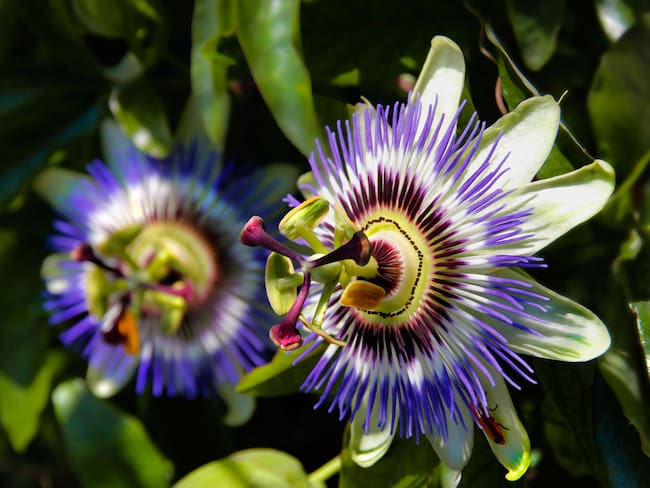 Fotografía de unas Pasifloras en la naturaleza (Getty Images)