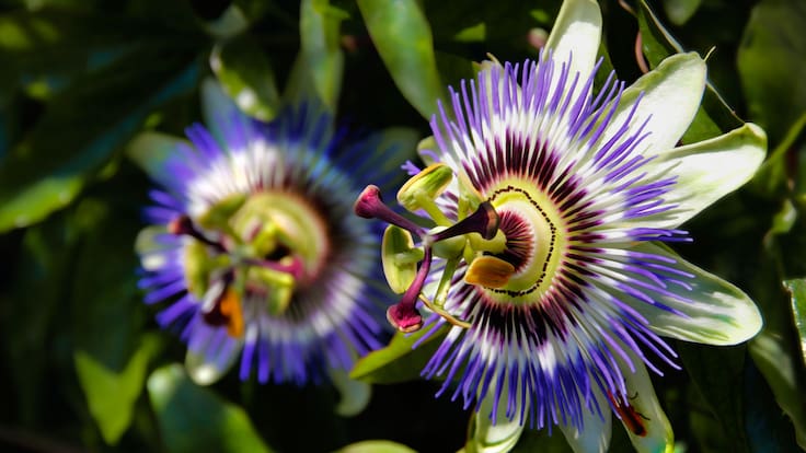 Fotografía de unas Pasifloras en la naturaleza (Getty Images)