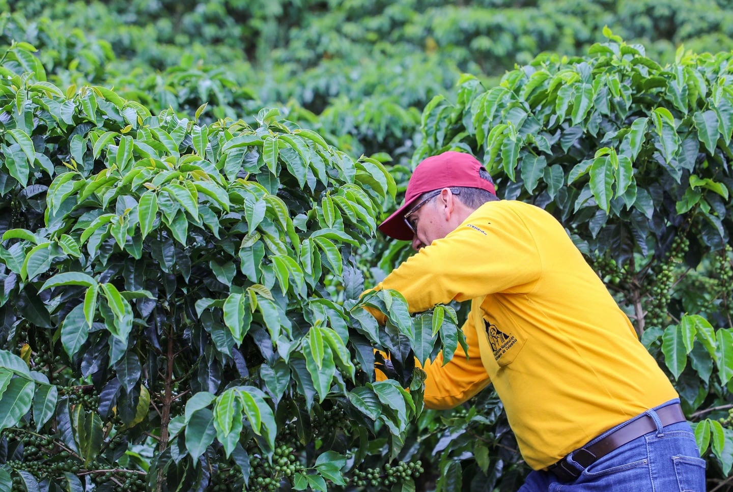 Los árboles serán sembrados por las propias familias cafeteras. Foto | Corpoboyacá