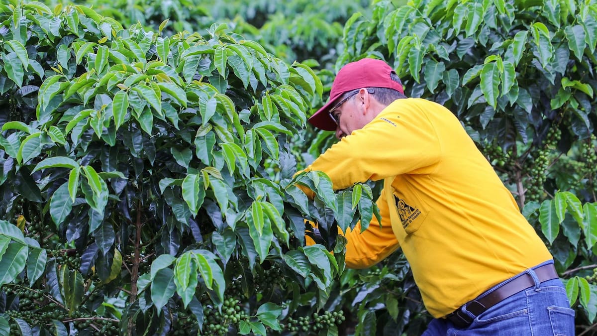 Producción de café en julio reportó un crecimiento de 19%