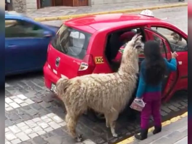 El curioso video de una llama tomando un taxi en Cusco