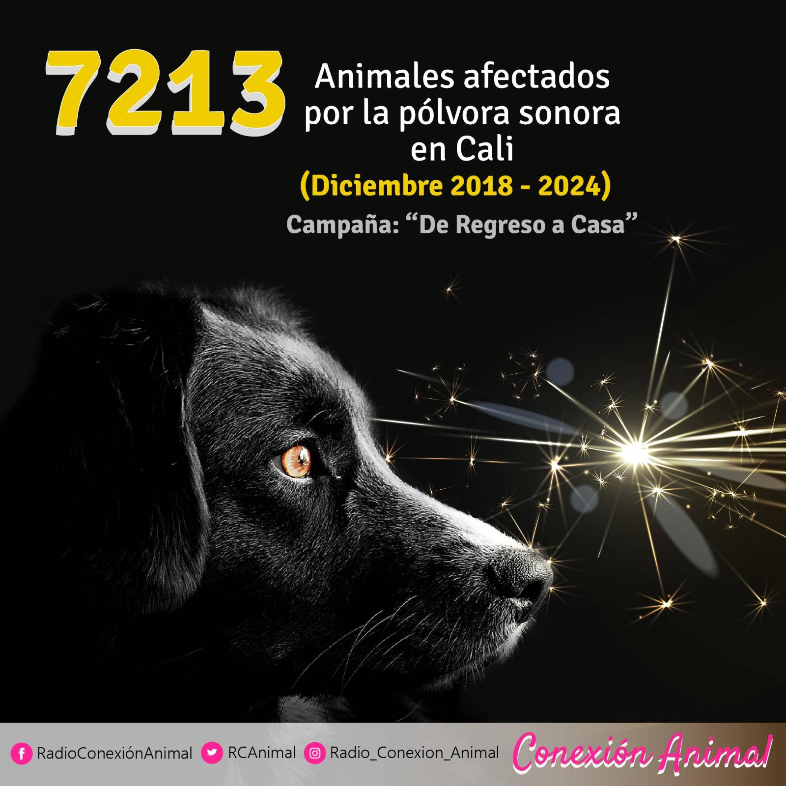 Los 3 barrios de Cali con más afectaciones para los animales por el uso de pólvora sonora fueron: Villa del Prado, Terrón Colorado y Meléndez.