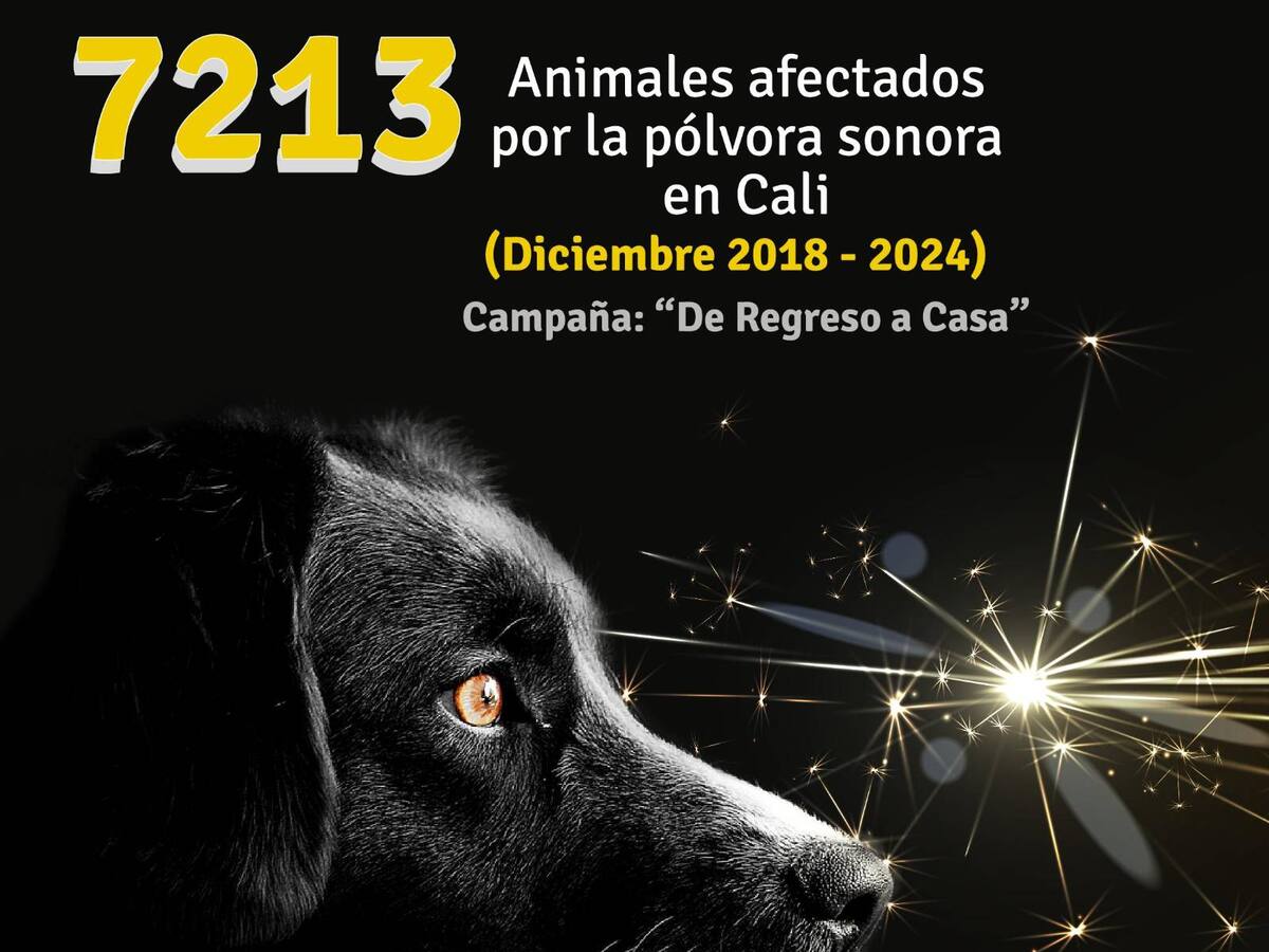 Seis personas quemadas y 51 animales afectados por la pólvora, deja el 1 de diciembre en el Valle