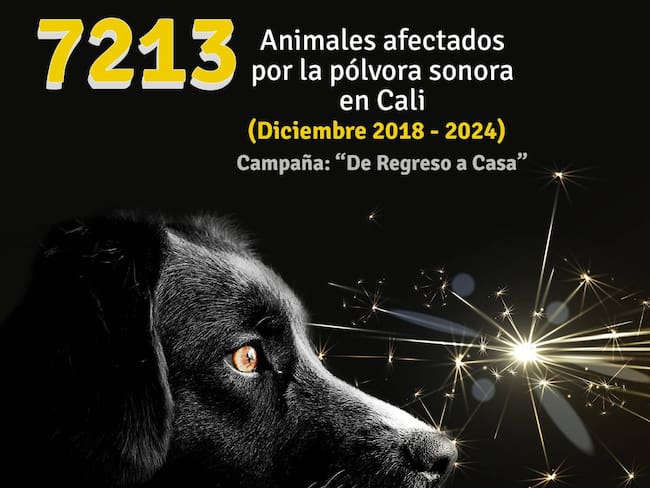 Los 3 barrios de Cali con más afectaciones para los animales por el uso de pólvora sonora fueron: Villa del Prado, Terrón Colorado y Meléndez.