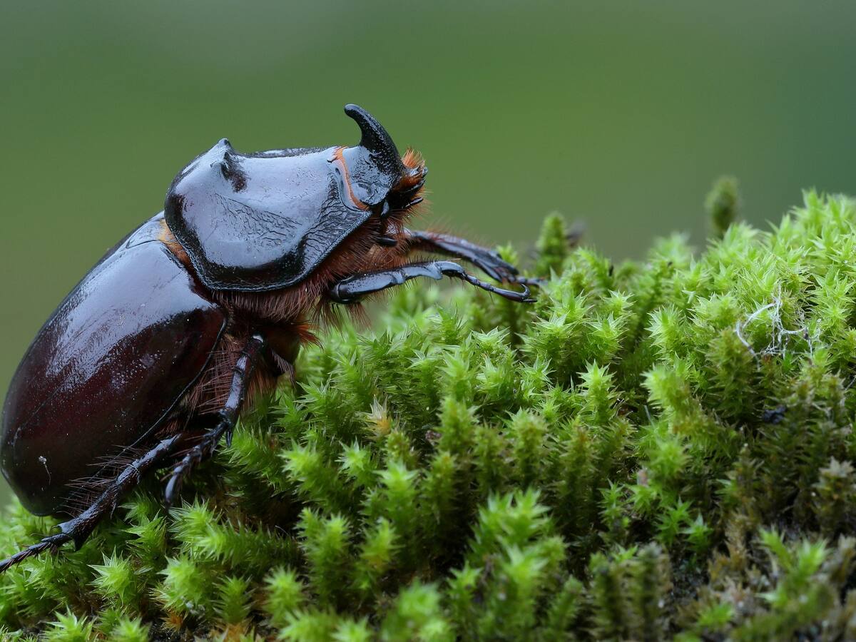 Abono orgánico de Escarabajos es exportado de Boyacá a Japón desde hace 22 años