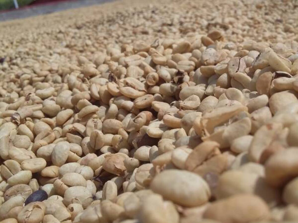 Exportaciones de café desde el Quindío afectadas por bajo precio del dólar