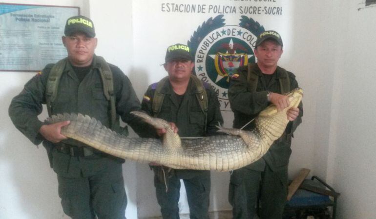 Caimán capturado en Sucre