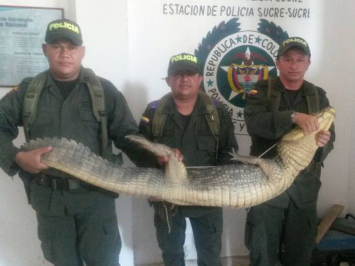 Caimán de 2 metros atacó a niño de 6 años en La Mojana